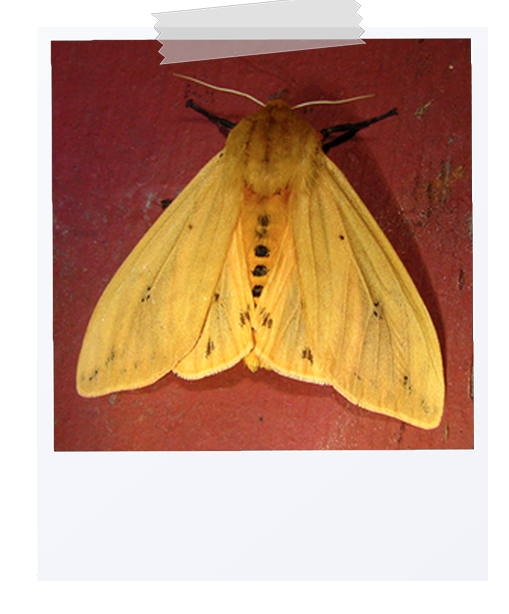 picture of a isabella tiger moth